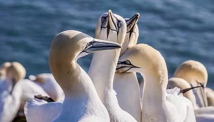 萌宠大丰收活动指南：全新宠物全收录