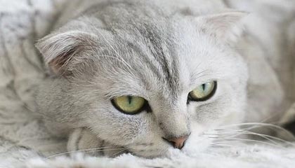 萌宠大丰收活动指南：全新宠物全收录